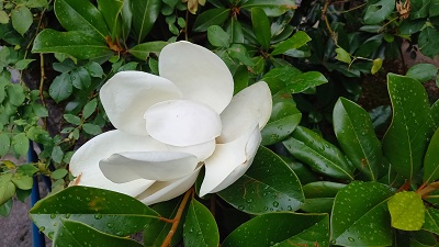 saison